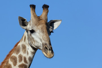 Giraffe / Giraffe / Giraffa Camelopardalis