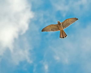 7 Wochen alter Jungvogel Turmfalke fliegt am Himmel