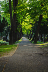 Alley on the cemetery