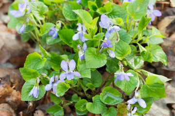 Viola reichenbachiana, early dog-violet, or pale wood violet flowers in forest