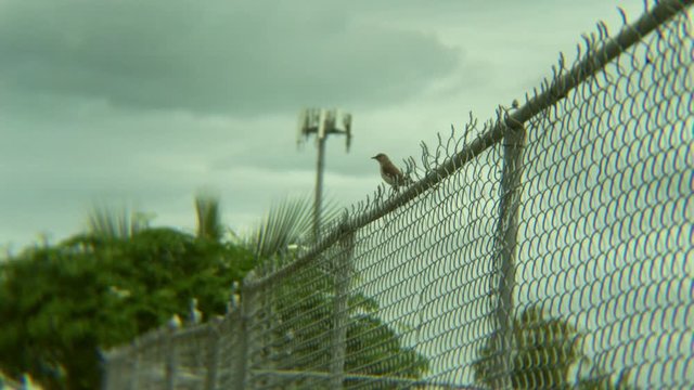 MockingBird On Fence Looking For Food Freeport Bahamas 