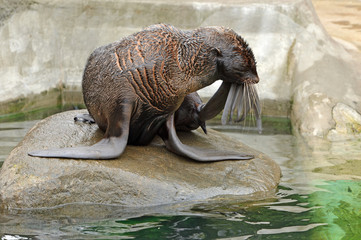 Obraz premium Northern fur seal (Callorhinus ursinus). Pensive beauty