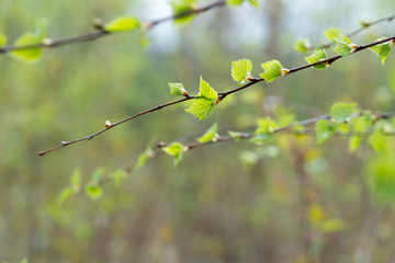 spring birch tree leaves and buds on twid macro