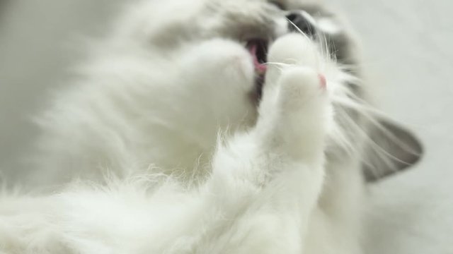 Beautiful long hair soft silky coat ragdoll cat cleaning and licking his paws and fur on white fluffy blanket in the bedroom, preparing to sleep. Extreme close up of cat grooming himself. 4k uhd