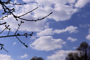 A branch of a tree with early spring buds against a blue sky with white clouds on a sunny day. Nature's concept. Horizontal, plenty of space for text.