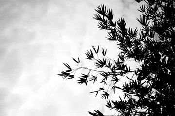 silhouette of bamboo leaves - monochrome