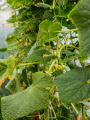 So grow cucumbers in the greenhouse.