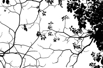 beautiful silhouette of leaf and twig tree