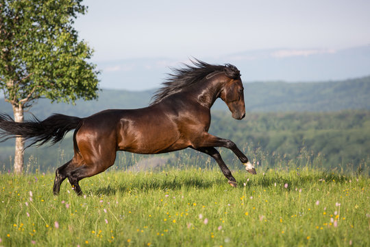 Stallion