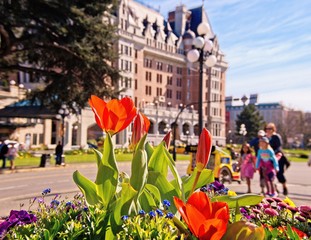 Springtime blooming flowers in Victoria downtown