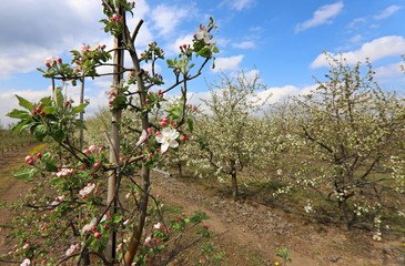 Fototapeta na wymiar orchard with fruit trees, spring Poland