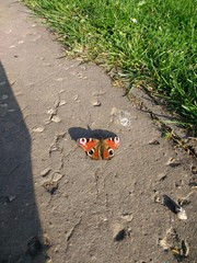 European peacock butterfly