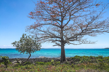 Fototapeta na wymiar Samoa Scenery with tree and plant and sea view