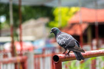 Dove is on a red painted steel rail