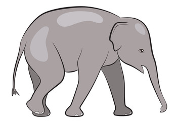 Baby elephant isolated on white background, vector illustration of Asian elephant calf