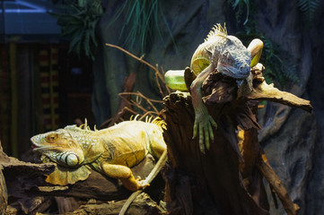iguana on a branch