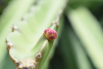 Pitaya flower, dragon fruit flower, thang loy flower (Hylocereus undatus)