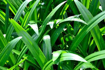 Obraz premium Green plant. green leaf