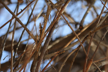 Thin branches on blue sky background