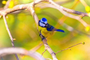 Blue tit in a forest