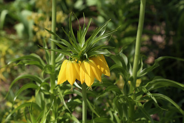 Yellow Crown Imperial or Kaisers Crown, fritillaria imperialis