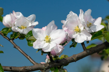 Apfelblüten vor blauem Himmel