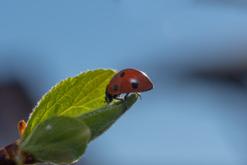Marienkäfer am Blatt der Zwetschge