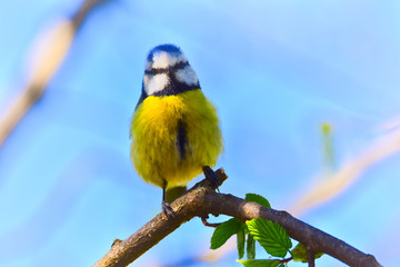 Blue tit in a forest