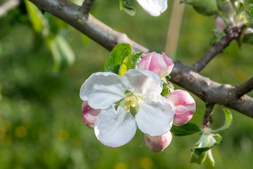 Einzelne Apgfelbl&uuml;te am Baum