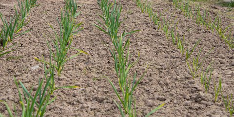 young sprouts of garlic. spring sprouts