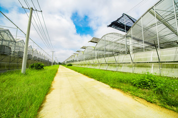Obraz premium Greenhouse planting greenhouses and the blue sky white clouds on the road