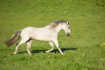 Plakat Gray stallion