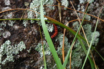 caterpillar on leaf