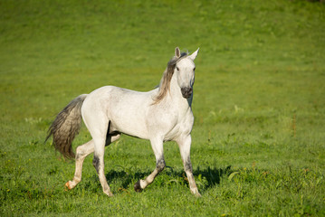 Fototapeta na wymiar Gray stallion