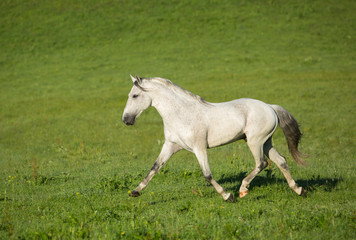 Obraz na płótnie Canvas Gray stallion