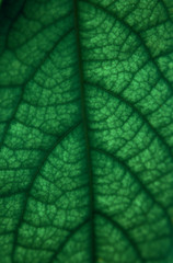 texture of green leaf