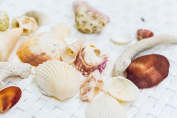 Seashell and coral collection on white background