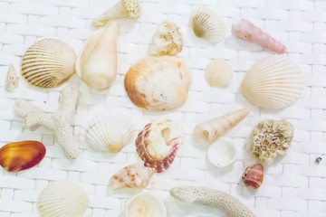Seashell and coral collection on white background