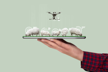 A farmer holds a tablet with a flock of sheep and drone. Smart farming and digital transformation...