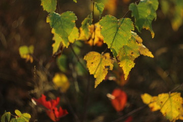 birch leaves on a branch