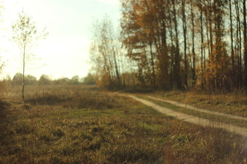forest road in summer