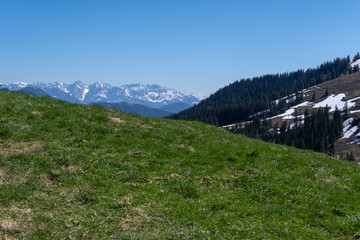 Fototapeta na wymiar Almwiese mit Bergen und Wald vor blauem HImmel