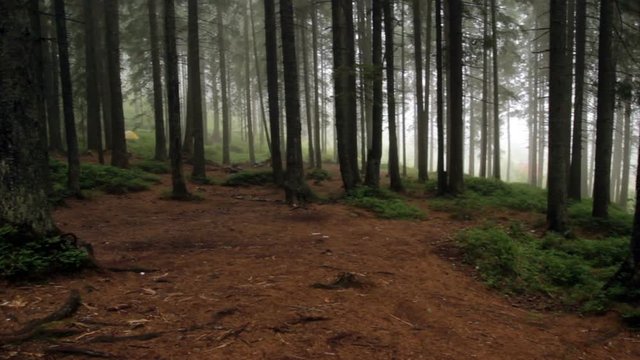 Misty forest panorama