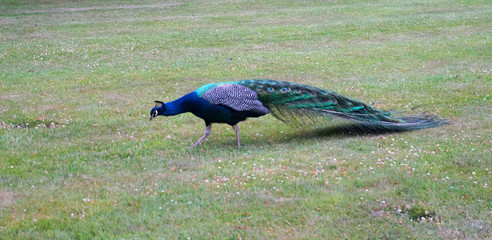 Peacock in the nature of Scotland