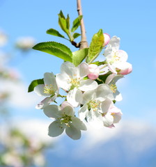 Apfelbaum - Blüte in Südtirol
