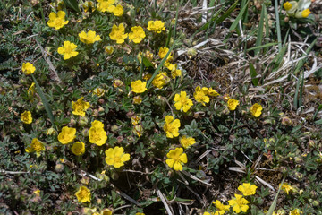 Sand-Fingerkraut bühend auf Felsen in den Bergen