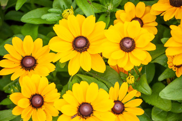 Obraz premium Yellow daisy flower