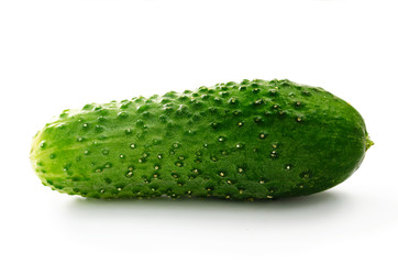 Fresh young green cucumber with pimples
