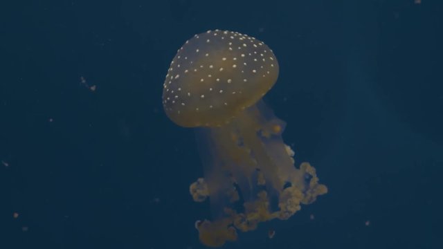 A spotted jellyfish swims upward, pulsing quickly as it swims. Tracking shot.