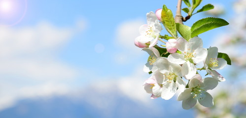 Apfelbaum - Blüte in Südtirol